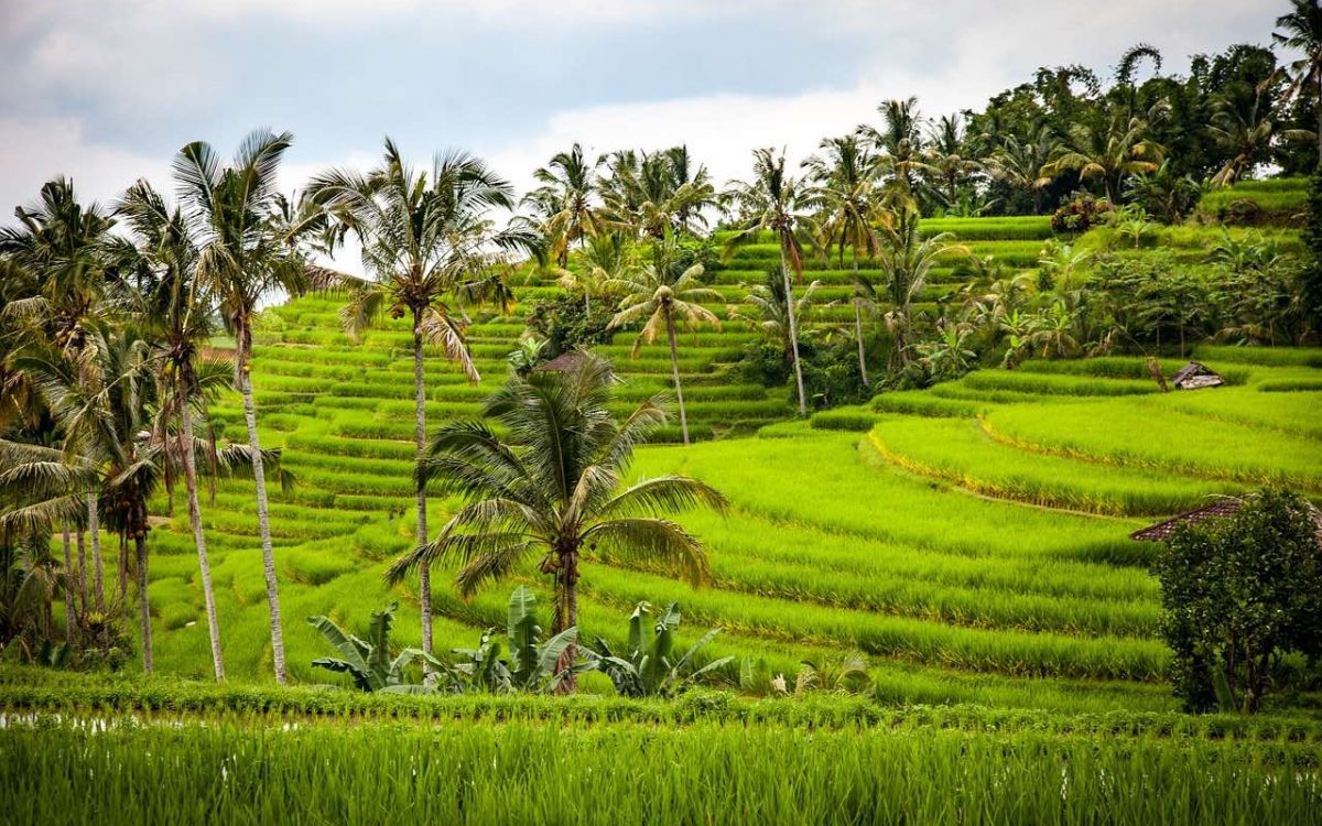 Java Java